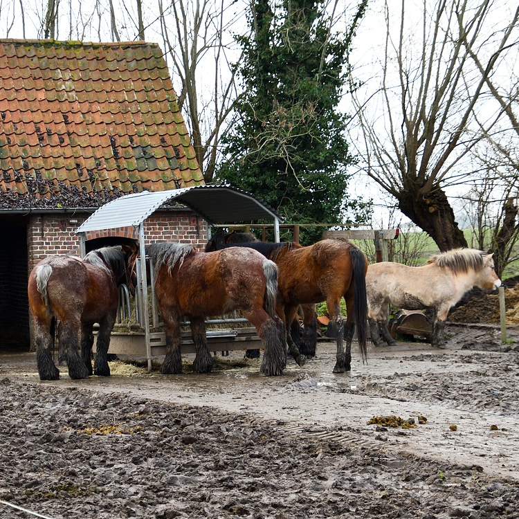 Mok bij het paard - behandeling ontsteking huid kootholte paard